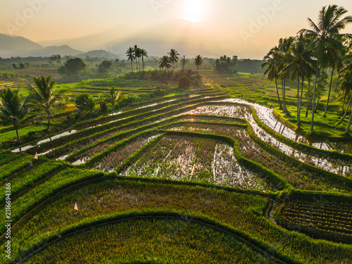 Aerial view of lush green rice terraces at sunrise with palm trees and distant mountains in Bali, Indonesia.