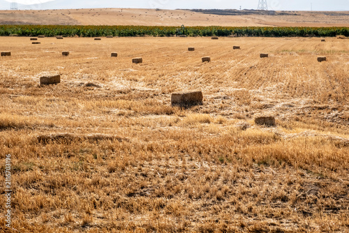 Agricultural landscape with hay bales. A serene rural scene capturing the completion of a seasonal wheat harvest. Scattered rectangular hay bales