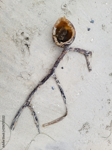 Fotografie An open hollow bull kelp pneumatocyst with branched stipe on a sandy beach in Sa