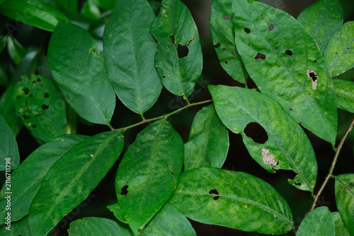 Принти на полотні Macro shot of infected or disease leaf texture