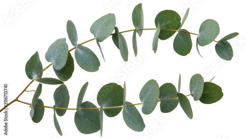 Isolated fresh eucalyptus branches with natural green leaves for elegant botanical decor