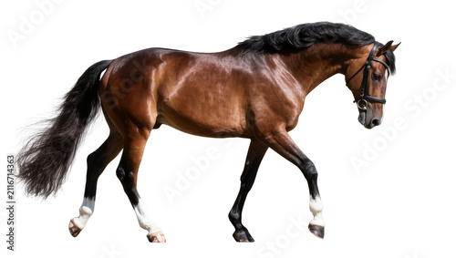 Isolated elegant brown horse with black mane and tail walking gracefully, wearing a bridle.
