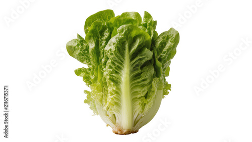 Fotografie Isolated fresh crisp green romaine lettuce head, organic healthy vegetable ready