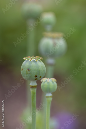Canvastavla Green poppy seed pods growing in nature