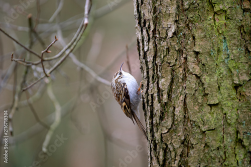 Obraz na płótnie Treecreeper