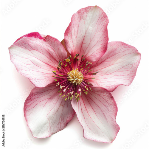 Watercolor Blooming Flower Isolated on White Background