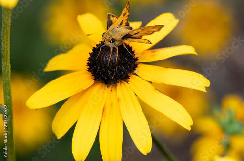 Fiery skipper on yellow flower
