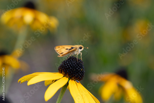 Canvastavla Fiery skipper on yellow flower
