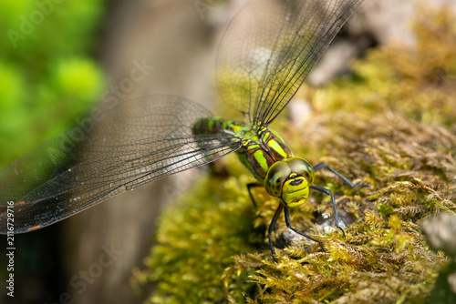 a southern Hawker dragonfly (Aeshna cyanea). Female, laying eggs on a moss covered log near a pond