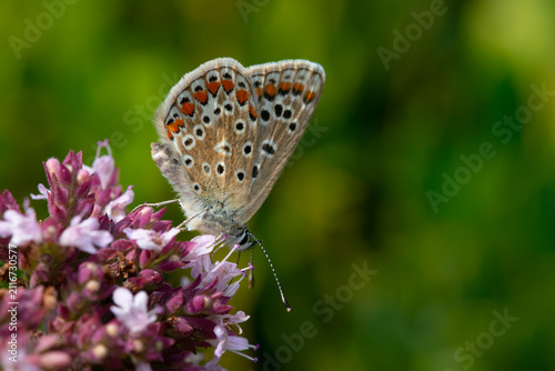 a Common Blue (Polyommatus icarus) female. Feeding on a wild marjroam plant. Extreme close up.
