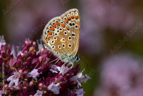 a Common Blue (Polyommatus icarus) female. Feeding on a wild marjroam plant. Extreme close up.