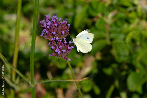 a Small White butterfly (Pieris rapae) feeding on verbena. Close up.