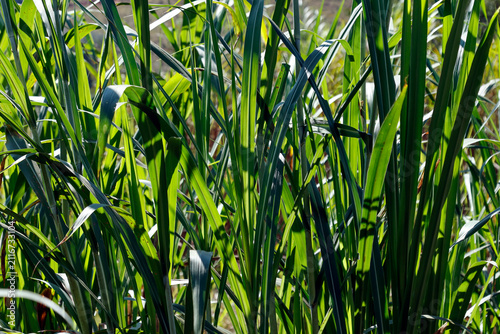 Green coloniao grass panicum maximum forage plant for cattle feeding and natural crafts