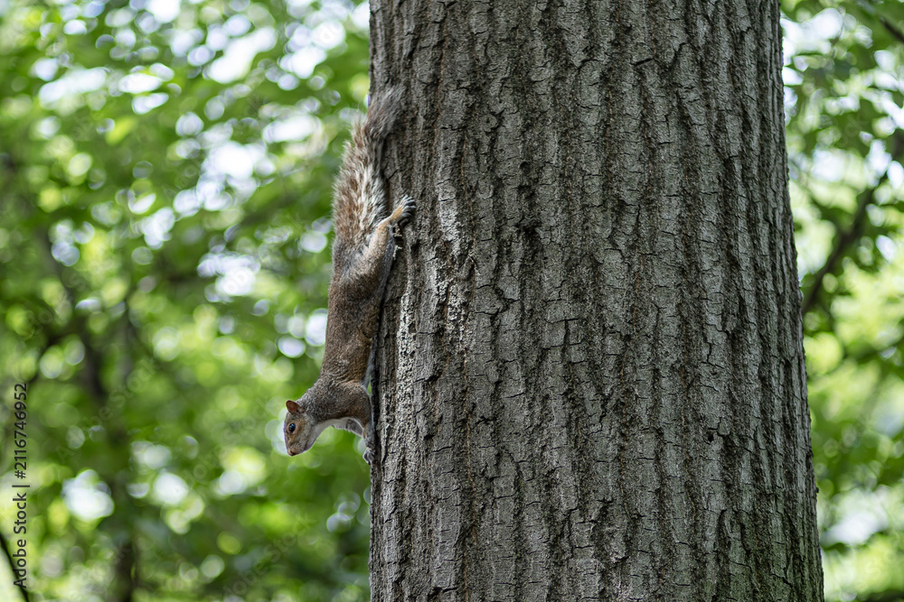 Obraz premium The Central Park Squirrel 2