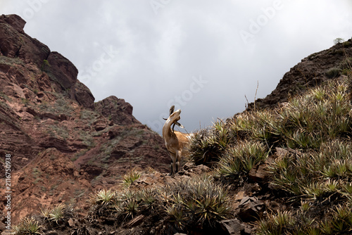 Low angle view of a brown and white wild goat standing with its head tilted back on a rocky mountain slope in Salta, Argentina. Cloudy day. Concept of wilderness and animal behavior