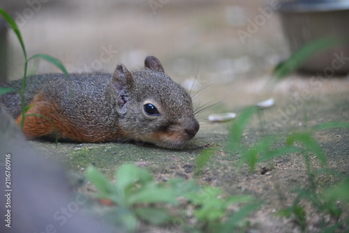 Close up portrait of a squirrel resting on the ground
