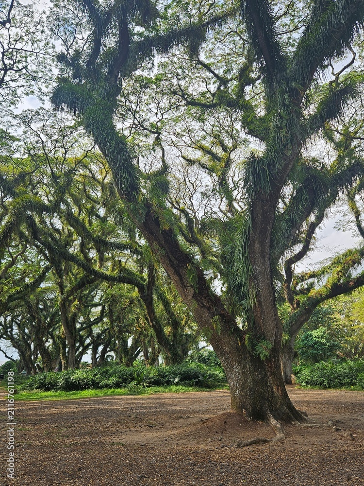 Obraz premium a lush green forest of ancient, moss-covered rain trees with spreading canopies, resembling a mystical fairytale woodland in Indonesia.