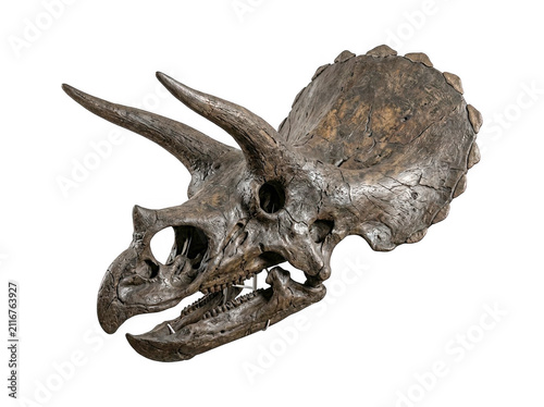Cuadro en lienzo Detailed dinosaur triceratops fossil skull isolated on white background with din