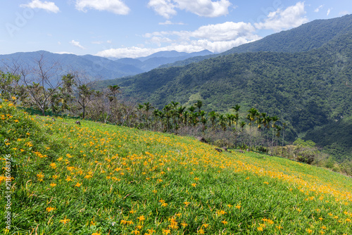Photography Landscape of mountains and lily field