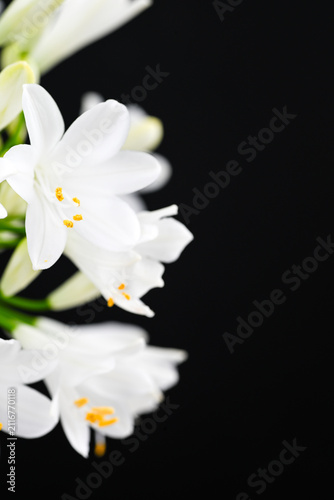 White Agapanthus Flower on Black Background