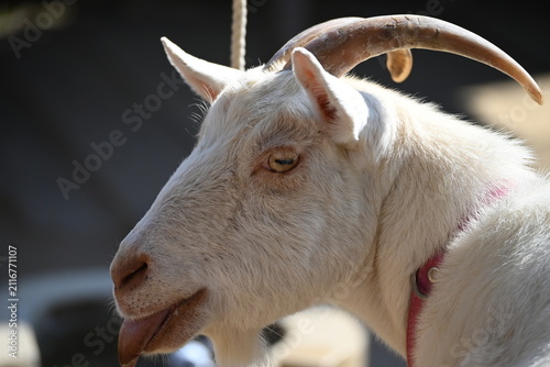 Close up profile of a white horned goat sticking out its tongue