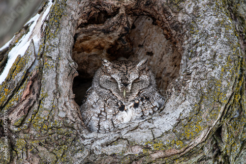 Fotografie Screech owl in a tree during winter.