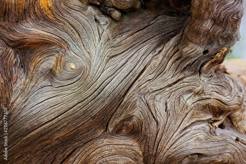 Closeup of a rootball from an old, dry tree that fell over during a storm. The wood is extremely weathered with lots of texture. Sunset Crater Volcano National Monument, Flagstaff, Arizona.