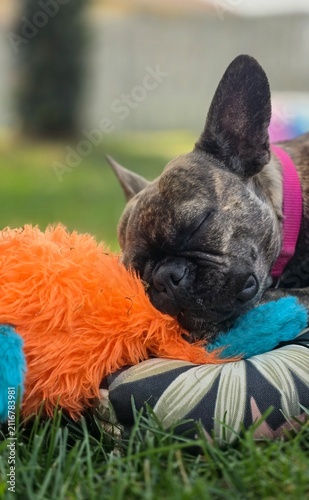 Canvastavla All tuckered out