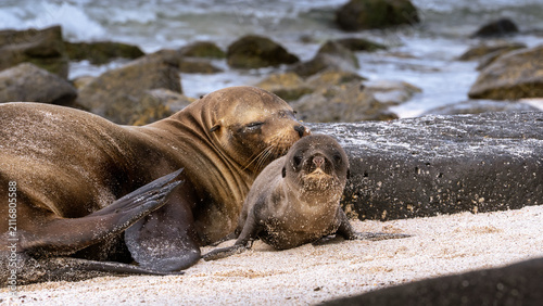 Foto Baby sea lion, Galápagos sea lion newborn
