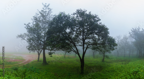 Cinematic Dark Misty Forest – Atmospheric Cold Woods Background