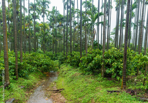 A lush intercropped farm where coffee trees grow beneath a canopy of towering areca (betel) nut trees. A small, natural water stream flows gracefully through the middle of the plantation