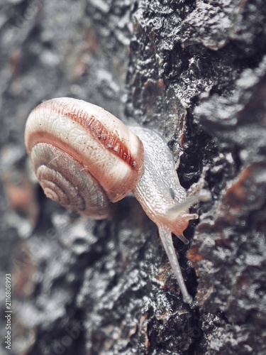 Obraz na płótnie snail on a tree 