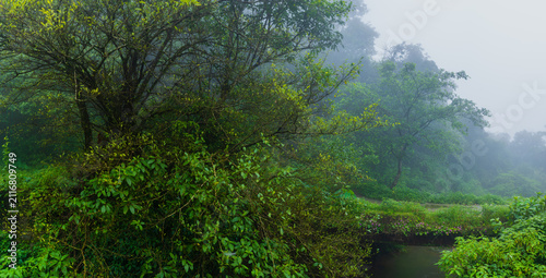A rustic footbridge spanning across a pristine water stream, hidden deep within a thick, lush forest