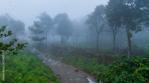 A small, pristine water stream cutting through a dense forest shrouded in dark, heavy mist. 