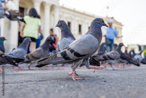 Fotografie Palomas en la Plaza Central de San Salvador