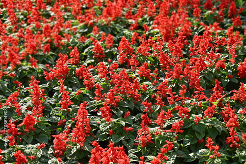 Red Salvia coccinea