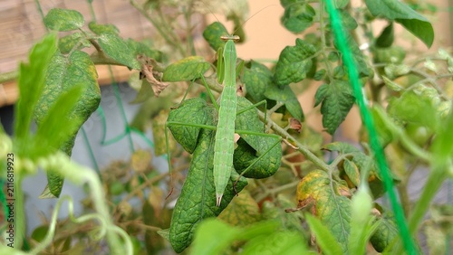 Canvastavla 家庭菜園にきたカマキリ