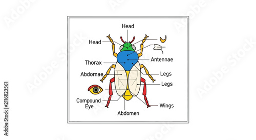 Insect Anatomy Diagram: Beetle Parts Labeled for Science Education