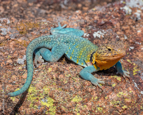Male Collared Lizard in the Wichita Mountains