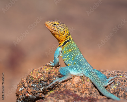 Male Collared Lizard in the Wichita Mountains