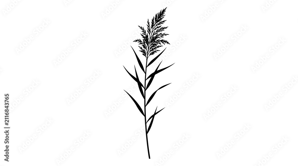 Obraz premium Reed stalk illustration portrays a single, slender plant with elongated leaves and a distinct feathery top, rendered in black and white with an elegant, minimalist style.