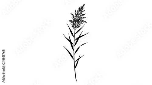 Obraz na plátne Reed stalk illustration portrays a single, slender plant with elongated leaves and a distinct feathery top, rendered in black and white with an elegant, minimalist style