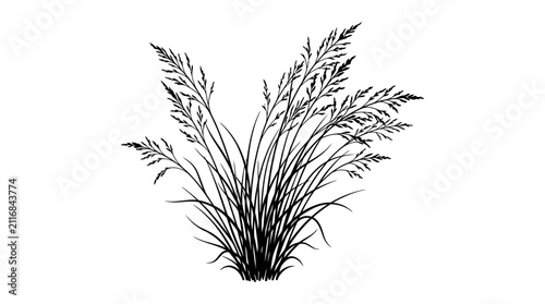Grass clump illustration features a dense cluster of tall, thin blades with feathery seed heads, rendered in black and white ink style on a clean white background.
