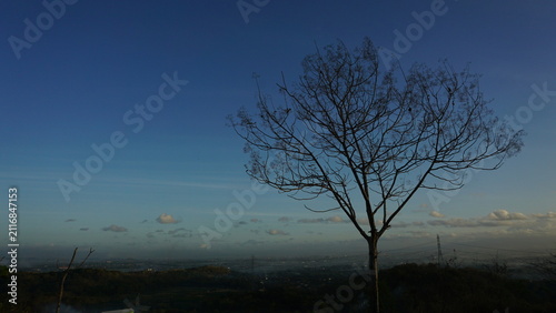 A tree shedding its leaves against a clear blue sky on a dry-season morning.