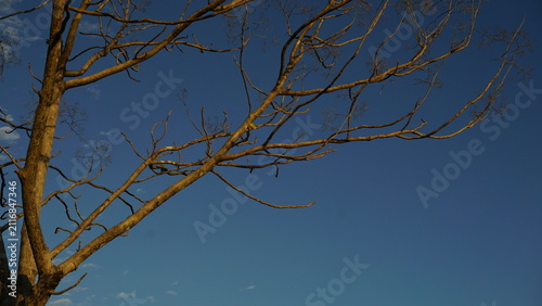 Tree branches in the dry season, stripped of their leaves, set against a blue morning sky.