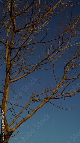 Tree branches in the dry season, stripped of their leaves, set against a blue morning sky.