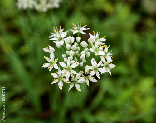 ハナニラの花