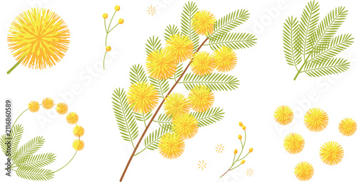 Golden Wattle Floral Vector Collection with Acacia Branches, Yellow Pom Pom Blossoms, Botanical Leaves, Wreath, and Native Spring Flower Illustrations