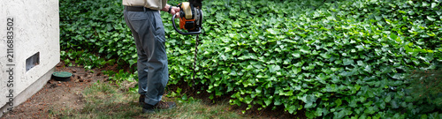 Elderly man using a gas powered hedge trimmer to cut back invasive English Ivy vines, homeowner maintenance and upkeep, garden and yard work
