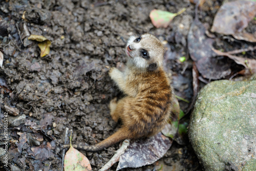 Cuadro en lienzo Cute little banded mongoose pup looking up